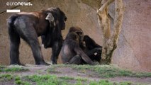 COVID-19 | Los gorilas del Zoológico de San Diego están enfermos de COVID-19