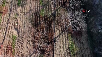 Kuraklık fıstık ağaçlarını da vurdu