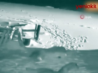 Burası Alaska değil! Kurt sürüsü 2 köpeği böyle parçaladı