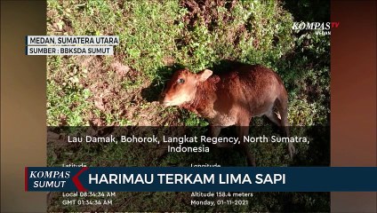 Harimau Terkam 5 Sapi