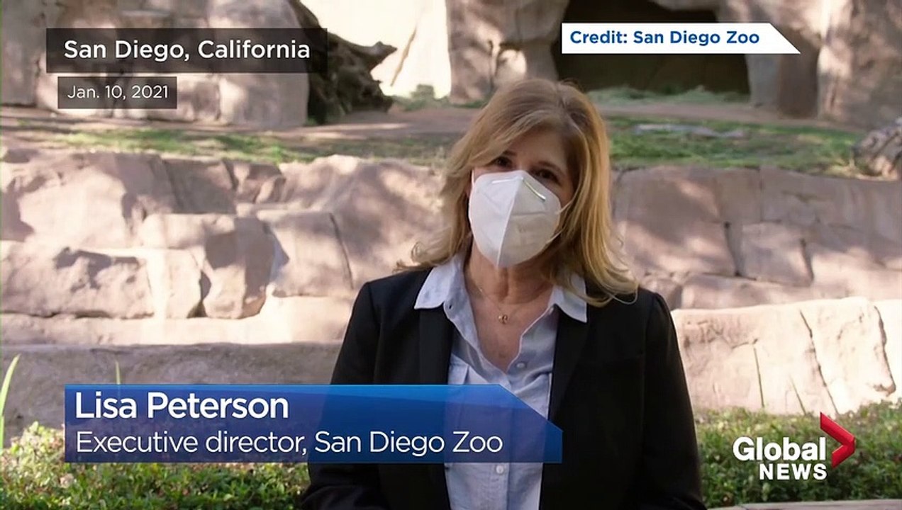 Etats-Unis : Plusieurs gorilles du zoo de San Diego, dans le sud de la Californie testés positifs au coronavirus - Ils ont été placés en quarantaine - VIDEO