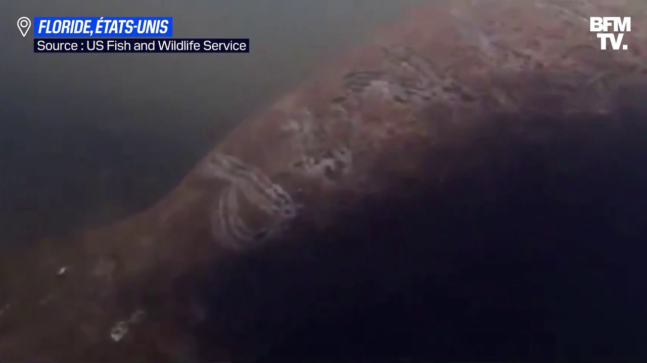 En Floride, un lamantin a été mutilé et marqué du nom de Donald Trump