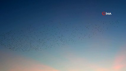 - Van semalarında sığırcıkların muhteşem dansı