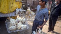 Maharashtra: 8,000 hens to be culled in Parbhani