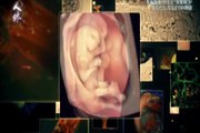 『人体』第６集「生命の誕生」