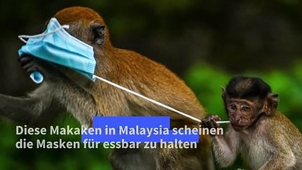 Mund-Nasen-Schutze bedrohen die Tierwelt
