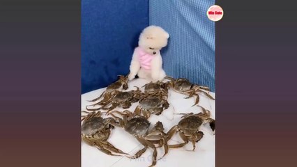 Mini Komik ve Sevimli Pomeranian