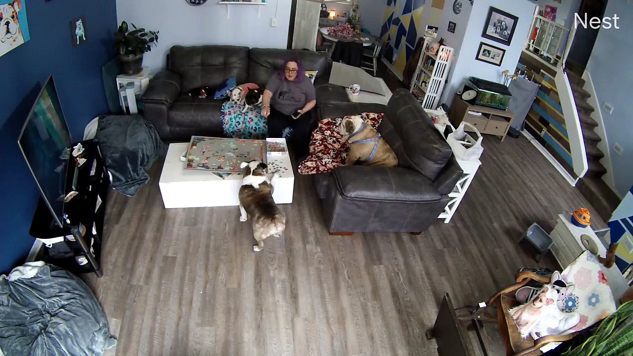 Doggy Has a Problem With Puzzles