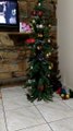 Cats Turn Christmas Tree Into Playground