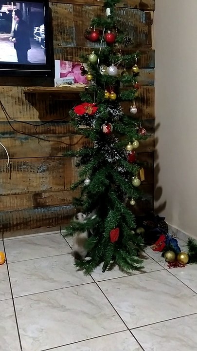 Cats Turn Christmas Tree Into Playground