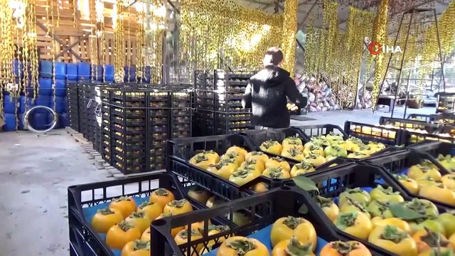 Dalında tanesi 1 liradan satıldı, çiftçiye 6 bin fidanı dağıtıldı