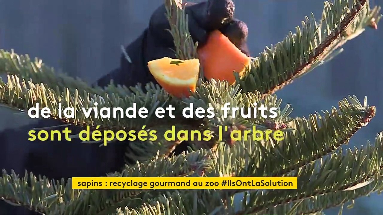 Dans l’Orne, les sapins de Noël régalent les chèvres, alpagas et dromadaires du zoo