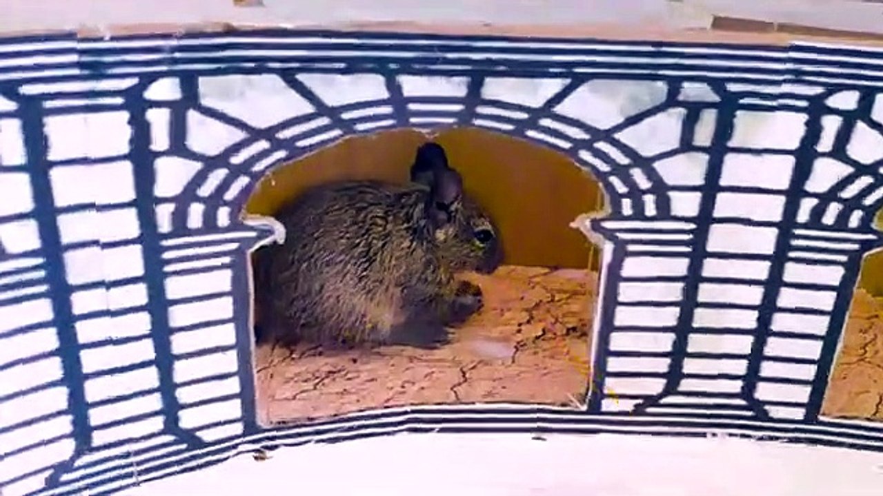 My pets walk the Coliseum Cute animals Degu is traveling a miniature labyrinth in search sweets