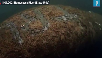 Aux Etats-Unis, un lamantin découvert le nom de «Trump» gravé sur sa peau