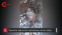 Tunceli'de dağ keçileri katledilmeye devam ediyor
