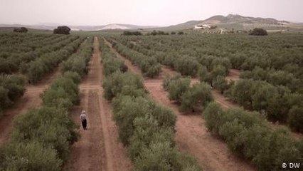 Olive oil: Direct marketing on Facebook