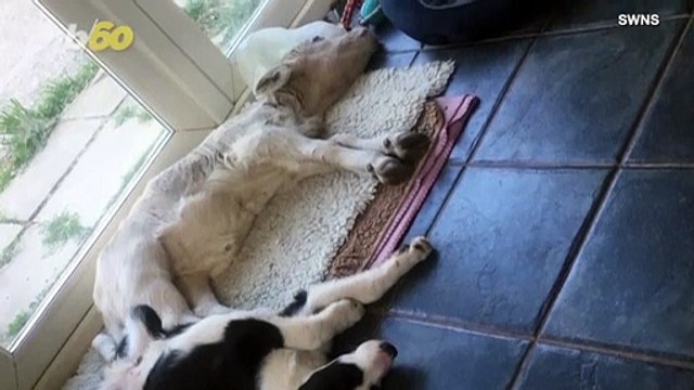 Look at This Adorable Calf Snuggling With Her Family and Canine Pals!