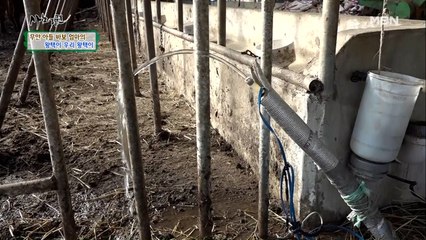 마을 최고 효자 왕택 씨! 술 마실 때도 엄마 걱정