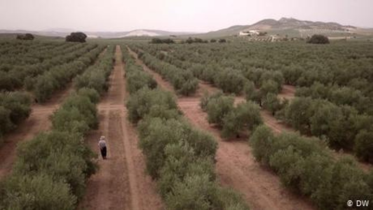 Olivenöl – Direktvermarktung über Facebook