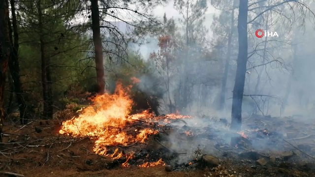 10 dönümlük ormanlık alan yangında zarar gördü