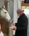 Erdoğan atlarla barıştı