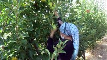 Isparta’da Elma Üretimi Rekor Kırdı, Kentte Bu Sezon 900 Bin Ton Elma Üretildi