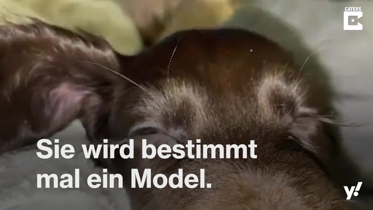 Hund mit den längsten Wimpern der Welt