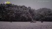 Oh Deer! Watch This Family of Deer Jump & Play in the Texas Snow!