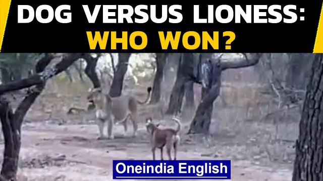 Dog challenges lioness | Who won in the end? Watch | Oneindia News