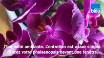 Roland Motte, jardinier : entretenir votre phalaenopsis, votre orchidée papillon