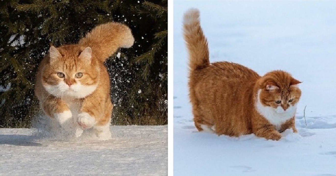 Ces magnifiques photos dévoilent un chat roux en train de jouer dans une épaisse couche de neige