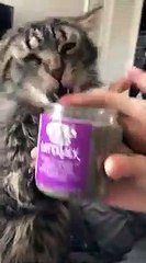 Chat accro au  crack