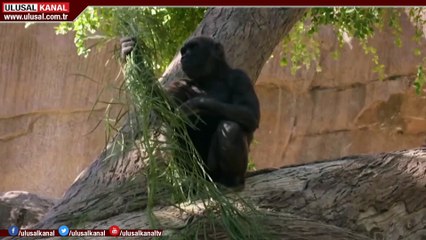 Bilim dünyası şaşkın: Gorillere koronavirüs bulaştı