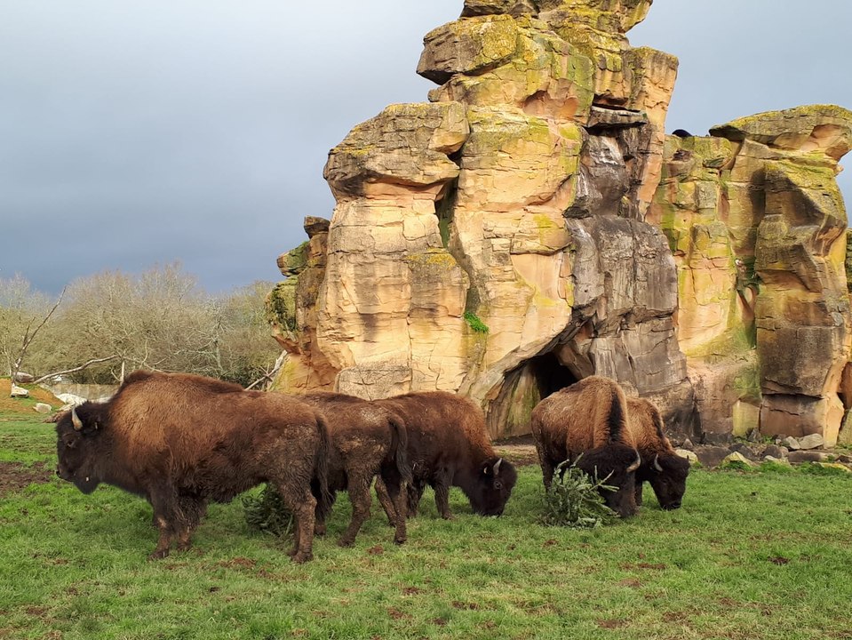 Les animaux de Planète sauvage, le parc animalier de Port-Saint-Père, s'amusent avec nos vieux sapins de Noël