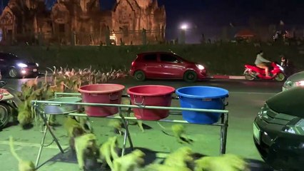 Les singes n'aiment pas les feux d'artifice