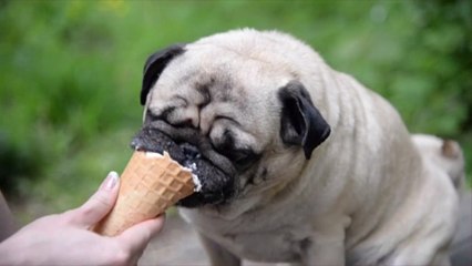 Ben & Jerry's Releases Ice Cream for Dogs
