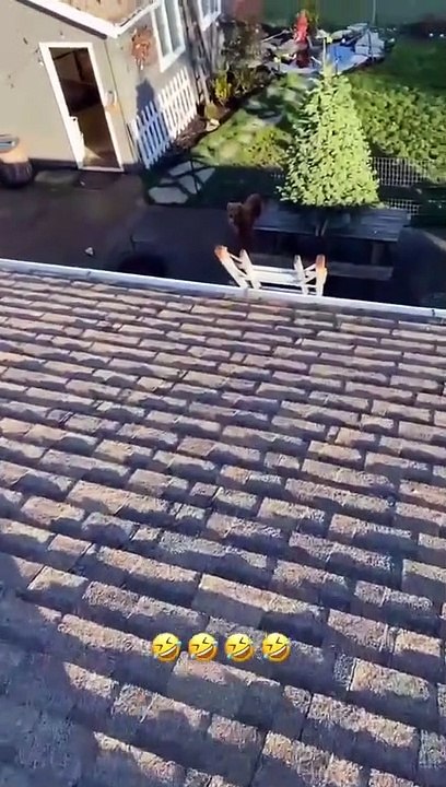 Dono precisou ver o registo das câmaras para perceber como o seu cão apareceu no telhado da casa