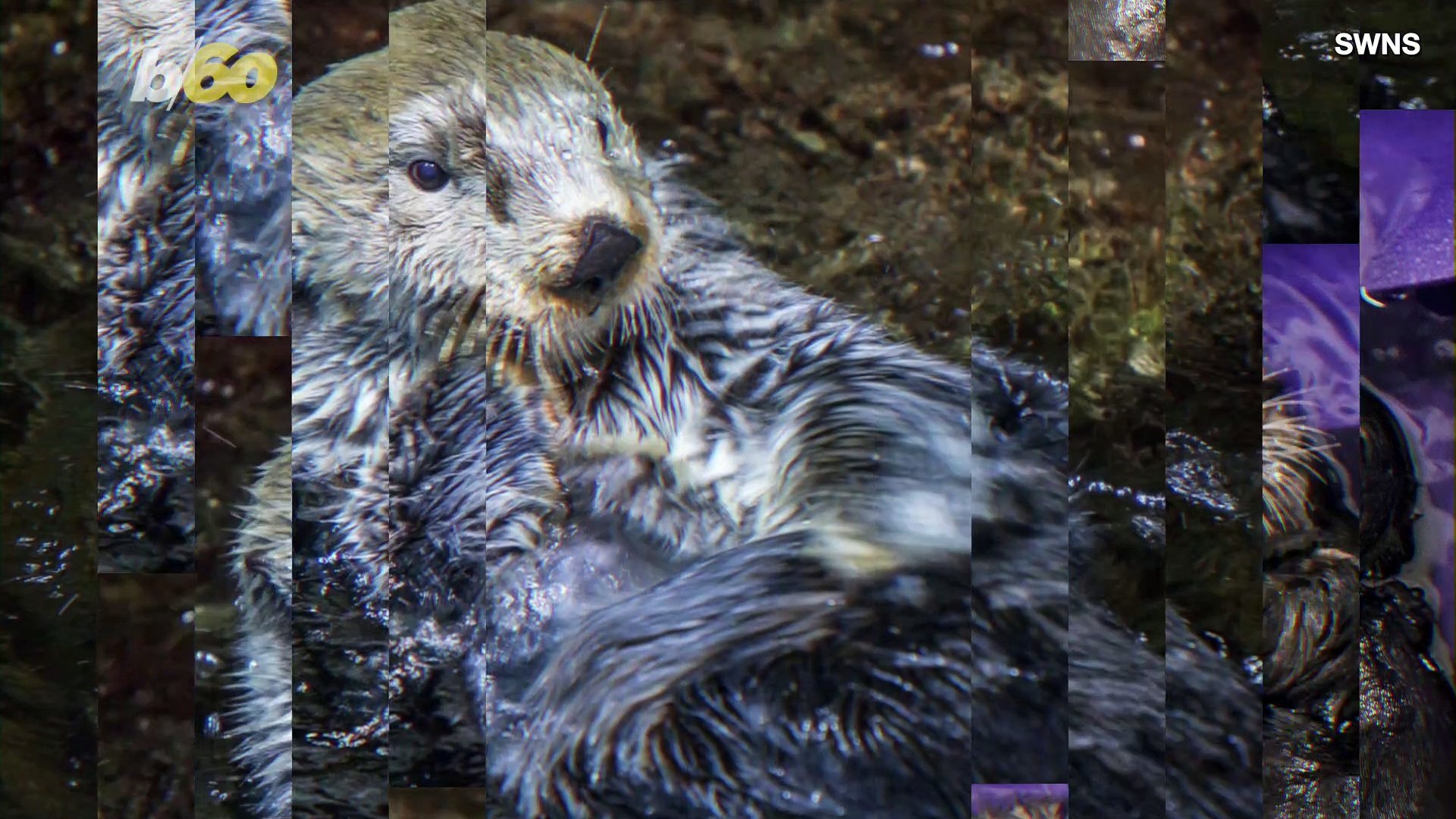 ⁣Get Your Dose of Happy Watching These Otters Swimming With Snowballs