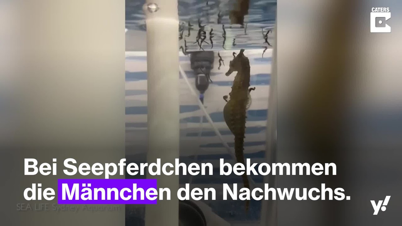 Magischer Moment: Die Geburt von Seepferdchen