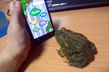 African Bull Frog ant crusher