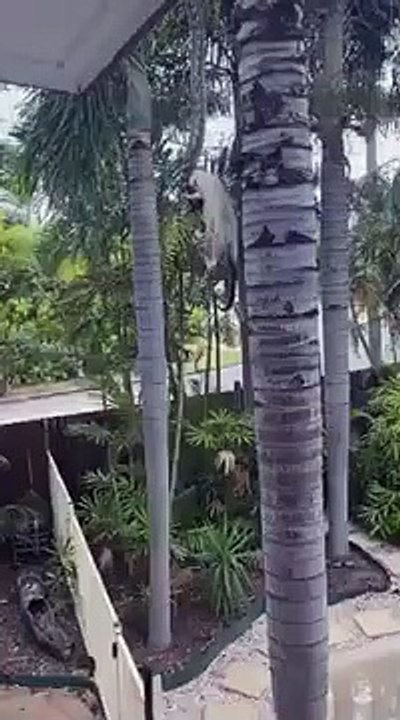 Un serpent emporte un opossum sous les yeux de cette famille