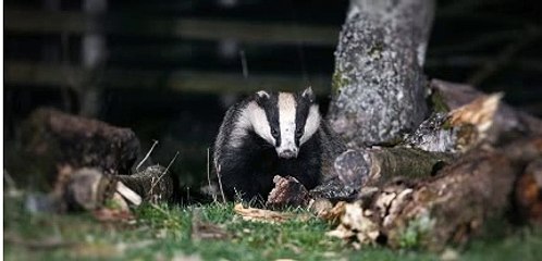 Breakfast on BBC Radio West Midlands  with Daz Hale 15Jan21 - Dominic Dyer discusses urban badgers