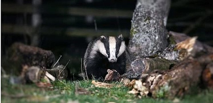 Breakfast on BBC Radio West Midlands with Daz Hale 15Jan21 - Dominic Dyer discusses urban badgers