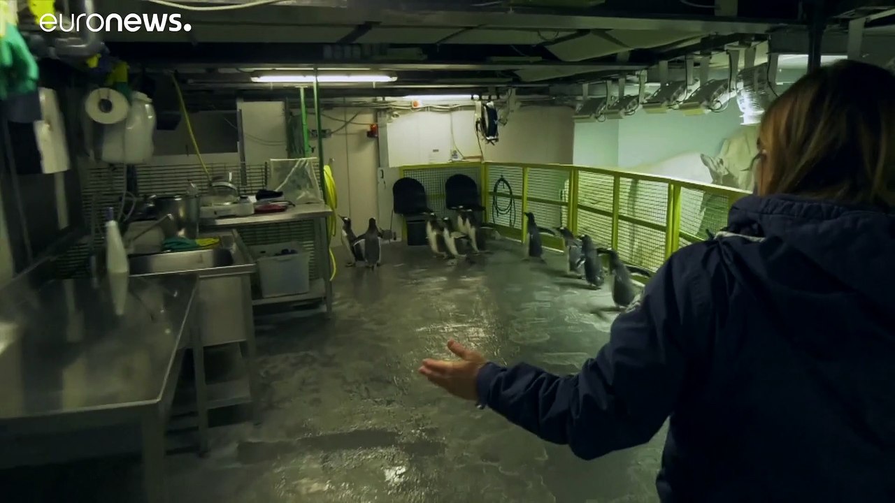 Shutdown: Pinguine vermissen ihre Zweibeiner