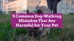 5 Common Dog-Walking Mistakes That Are Harmful for Your Pet