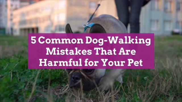 5 Common Dog-Walking Mistakes That Are Harmful for Your Pet
