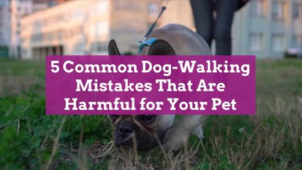 5 Common Dog-Walking Mistakes That Are Harmful for Your Pet