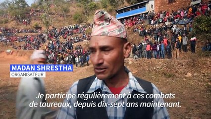 Combats de taureaux pour célébrer les récoltes, au Népal et en Inde