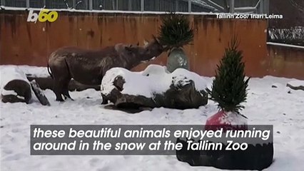 Watch Animals at Tallinn Zoo Enjoy the Purr-fect Snow Day