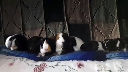 CAVIA PORCELLUS DAVID PIXIE PARSLEY TURMERIC DAVID RJ DAVID CJ 20200123_165129